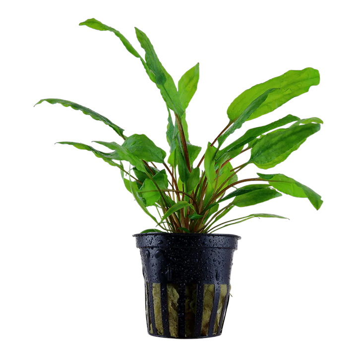 Crypt Wendtii Green (Cryptocoryne wendtii 'Green') potted live freshwater aquarium plant with wavy green leaves