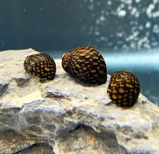 Batik Nerite Snail (Neritina variegata) freshwater algae-eating snail with maze-pattern shell