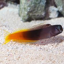 Bicolor Blenny (Ecsenius bicolor) saltwater reef fish with slate blue front half and orange tail