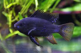 Dark Knight Black Balloon Ram (Mikrogeophagus ramirezi) freshwater dwarf cichlid - melanistic balloon-bodied ram in planted tank