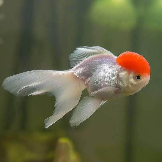 Red Cap Oranda Goldfish (Carassius auratus) freshwater fancy goldfish - pearl-white body with red wen