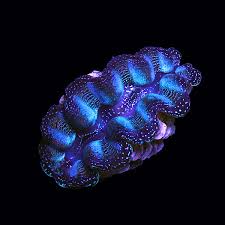 Crocea Ultra Grade Clam
