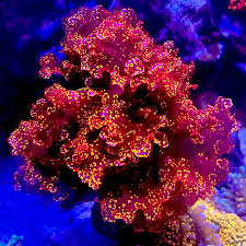 Atomic Broccoli macroalgae (Augophyllum wysorii), red bushy saltwater algae with orange specks under blue reef light
