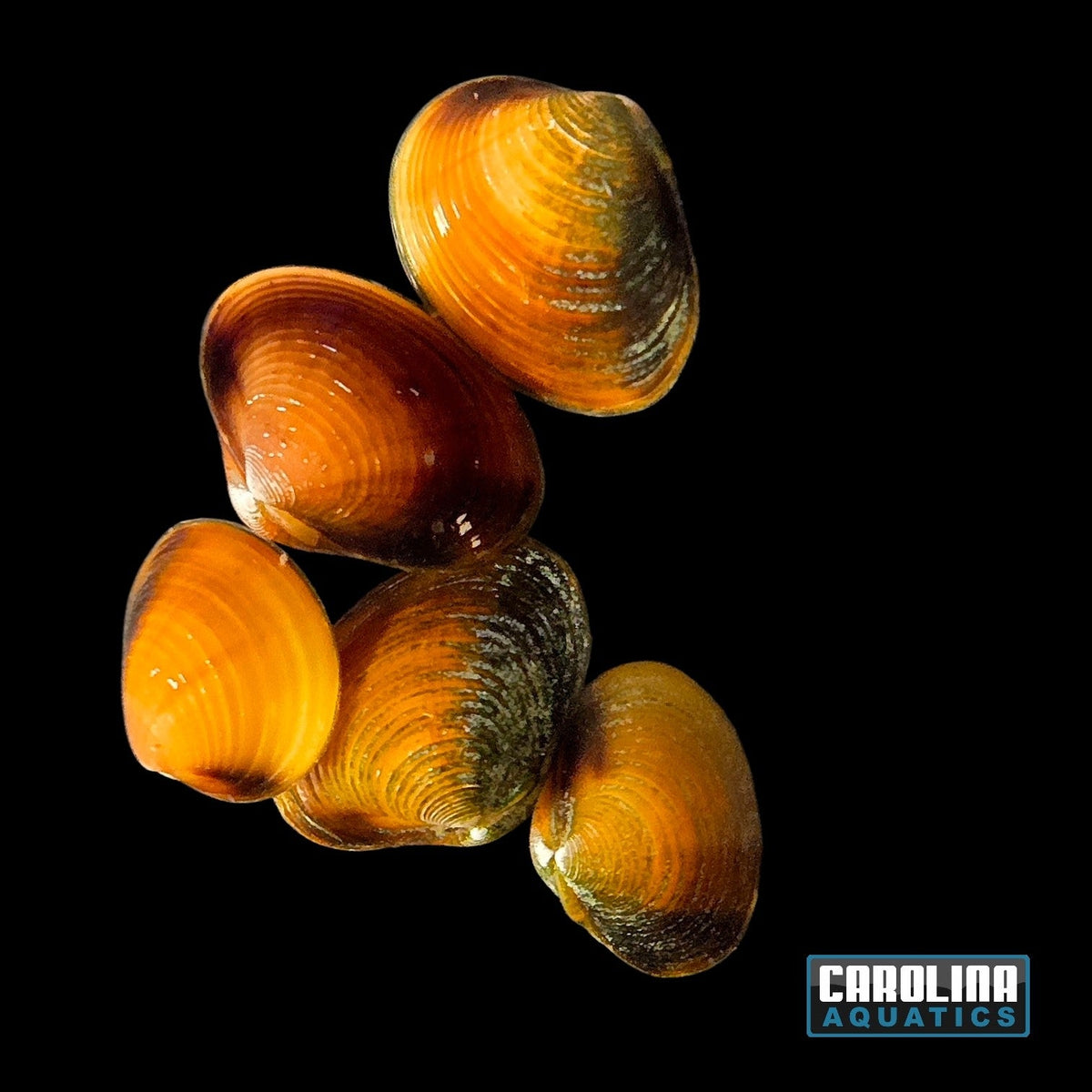 Gold Freshwater Clam (Corbicula fluminea) freshwater golden yellow Asian clams with ridged shells