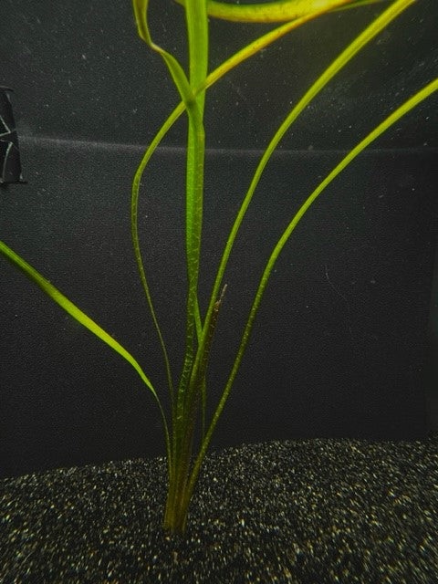 Jungle Val (Vallisneria americana) freshwater aquarium plant with long ribbon leaves