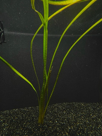 Jungle Val (Vallisneria americana) freshwater aquarium plant with long ribbon leaves