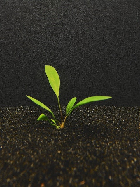 Anubias Lanceolata (Anubias heterophylla 'Lanceolata') potted live freshwater plant with narrow strap leaves