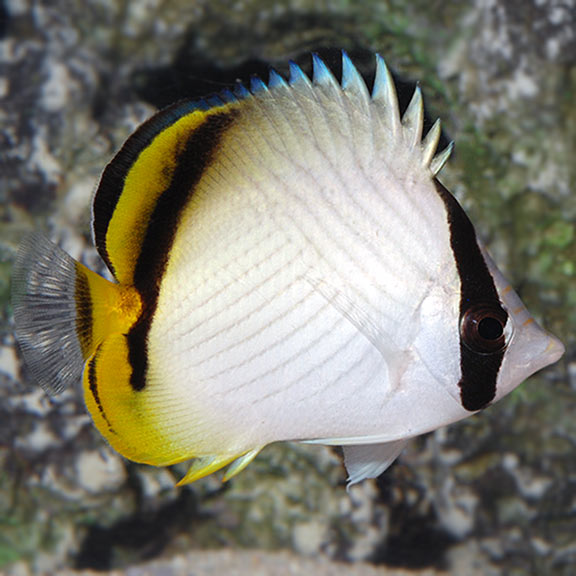 Vagabond Butterflyfish (Chaetodon vagabundus) saltwater fish, white body with crisscross lines, black eye bar and yellow tail