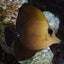 Scopas Tang (Zebrasoma scopas) live saltwater algae grazing tang side profile