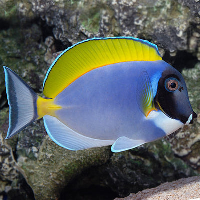 Powder Blue Tang - Medium