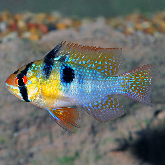 German Blue Ram (Mikrogeophagus ramirezi) freshwater dwarf cichlid with electric blue spangles and ruby-red eyes