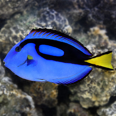 Blue Hippo Tang (Paracanthurus hepatus) tank-raised saltwater reef fish - side profile showing electric blue body, black palette pattern, and yellow tail