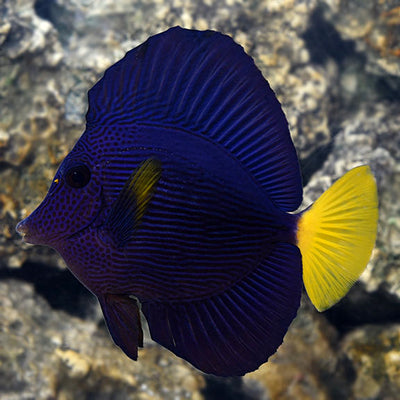 Purple Tang (Zebrasoma xanthurum) saltwater reef fish - deep purple body with bright yellow tail