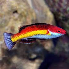 Naoko's Fairy Wrasse (Cirrhilabrus naokoae) male saltwater reef fish with crimson and gold coloration