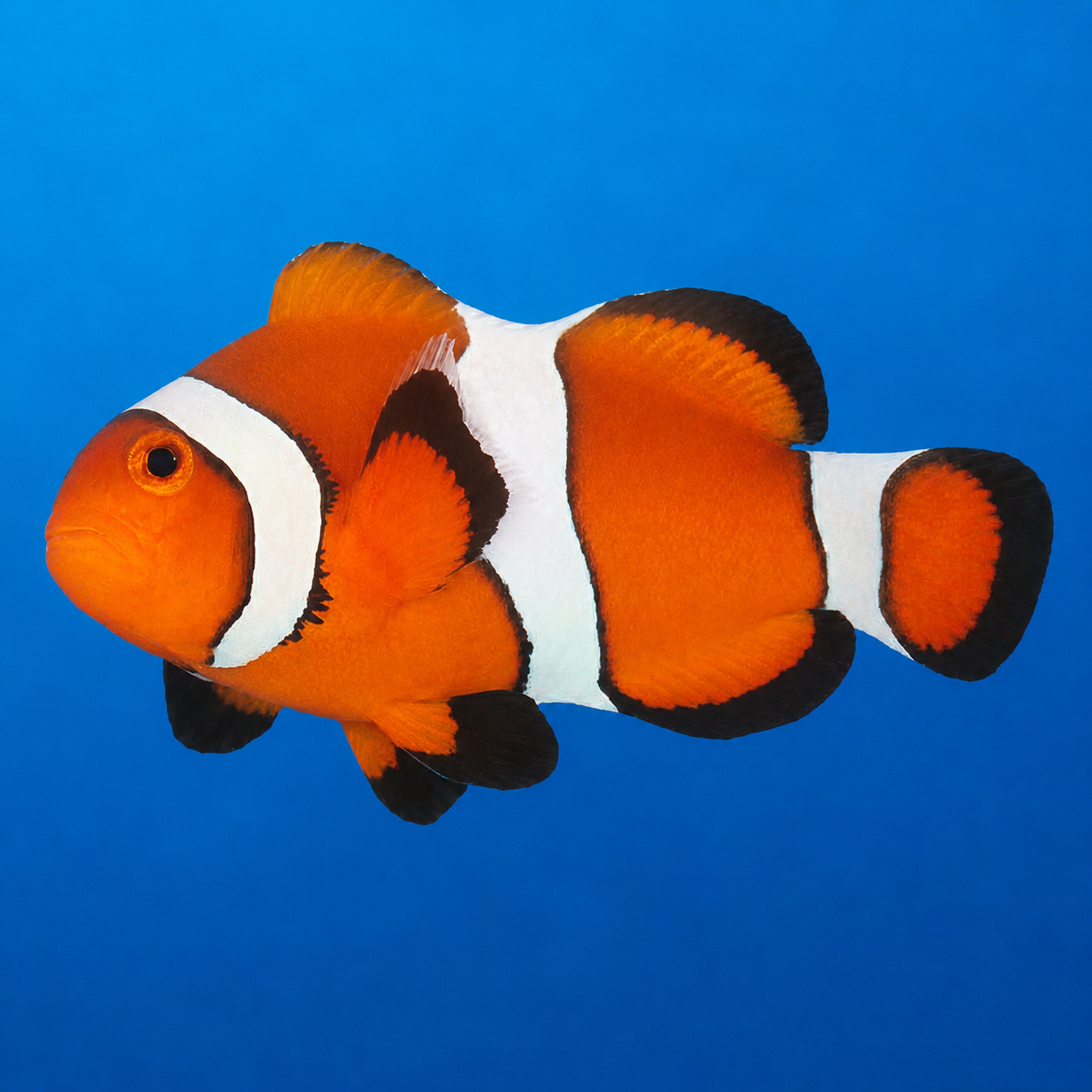 Ocellaris Clownfish (Amphiprion ocellaris) saltwater reef fish - orange and white clownfish