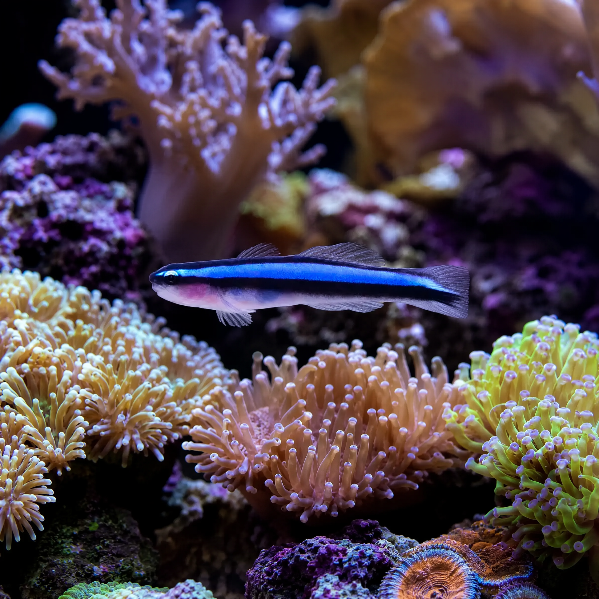 Bluestripe Neon Goby (Elacatinus oceanops) saltwater reef cleaner fish with electric blue stripe