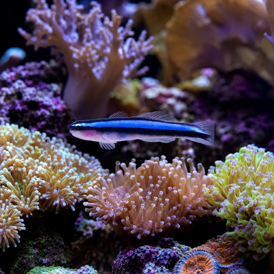 Bluestripe Neon Goby (Elacatinus oceanops) saltwater reef cleaner fish with electric blue stripe