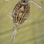 Pac-Pods copepods under microscope