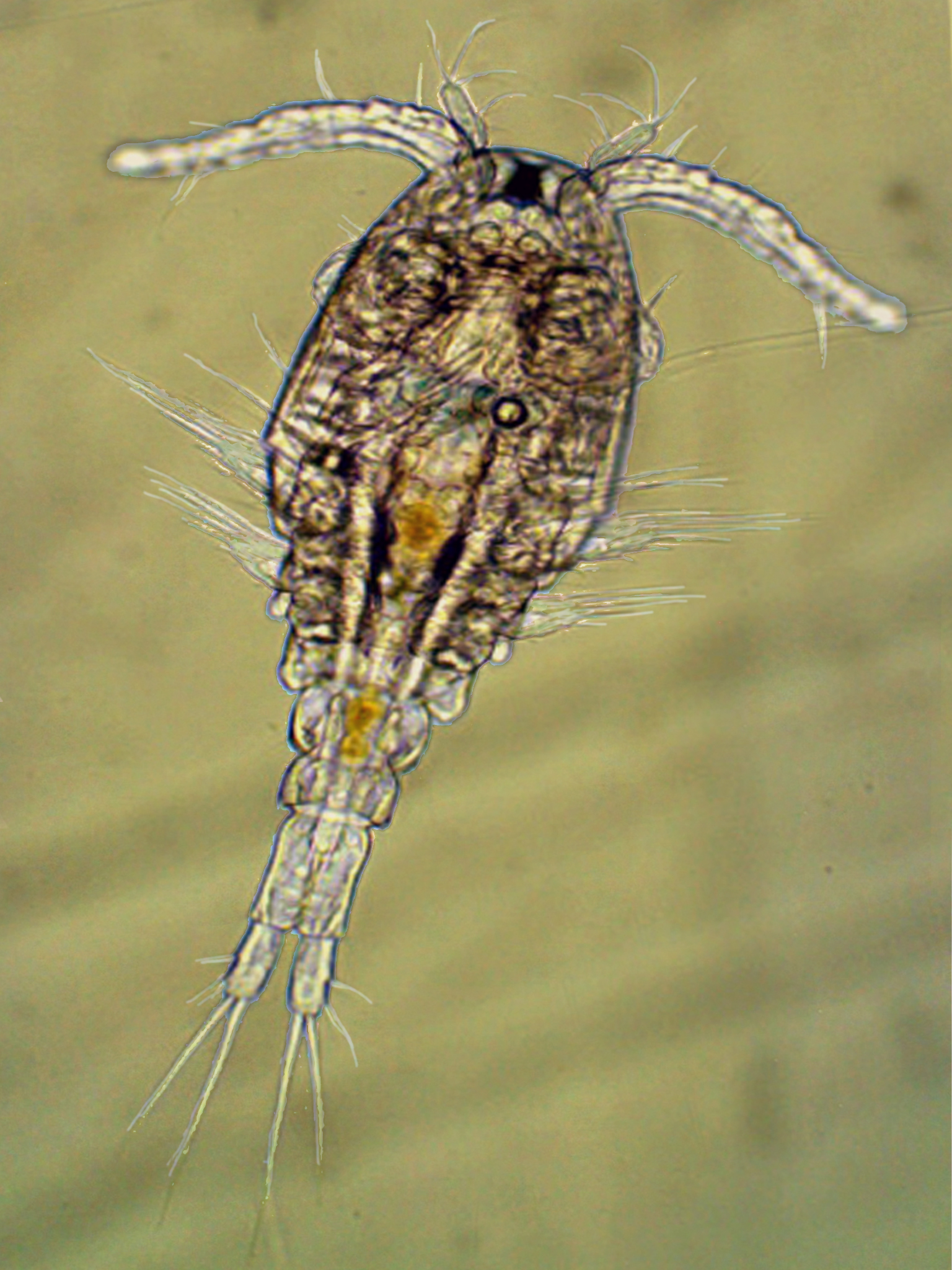 Pac-Pods copepods under microscope