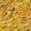 Phyto-Feast marine microalgae under microscope