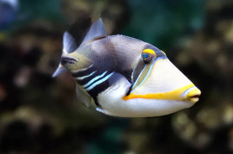 Humu Picasso Trigger (Rhinecanthus aculeatus) saltwater fish, close up showing blue, yellow, and black markings