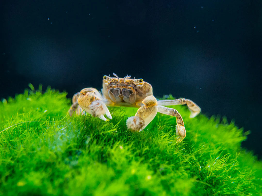 Freshwater Pom Pom Crab (Ptychognathus barbatus) perched on aquarium moss showing its bristle covered claws