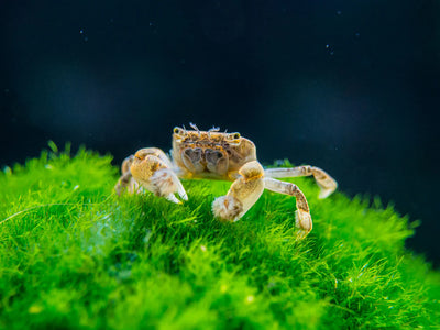 Freshwater Pom Pom Crab (Ptychognathus barbatus) perched on aquarium moss showing its bristle covered claws