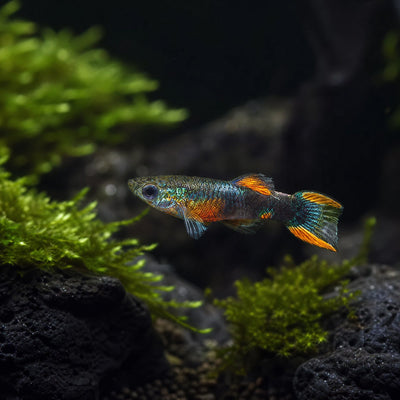 Premium Assorted Endler (Poecilia wingei) male nano livebearer with metallic orange green and blue pattern