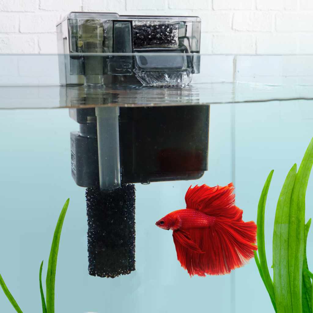 Pre-filter sponge on a hang-on-back filter intake in a planted betta aquarium