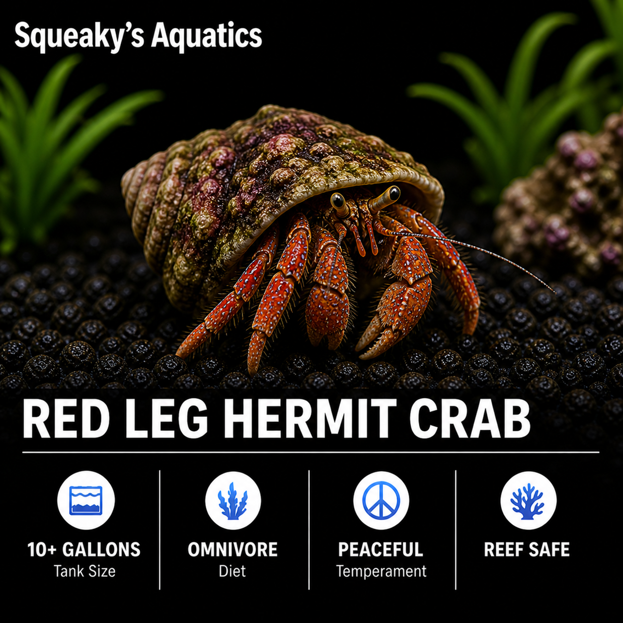 Mexican Red Leg Hermit Crab (Clibanarius digueti) saltwater reef CUC - 10+ gal, omnivore, peaceful, reef safe