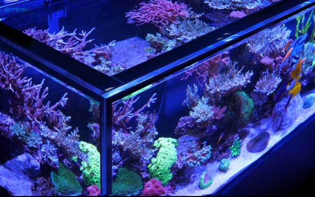 Red Sea REEF-FRAME eurobraced ultra-clear glass
