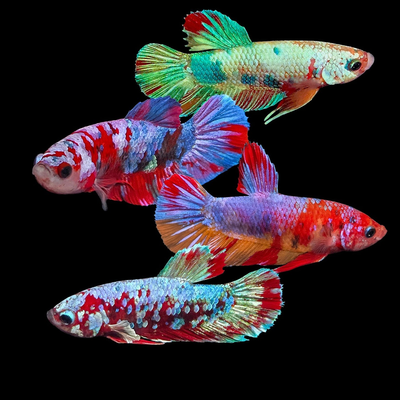 Pink Valentine Male Betta (Betta splendens)