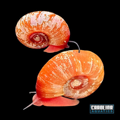 Red Ramshorn Snail (Planorbella duryi) freshwater snail with red body and coiled reddish pink shell