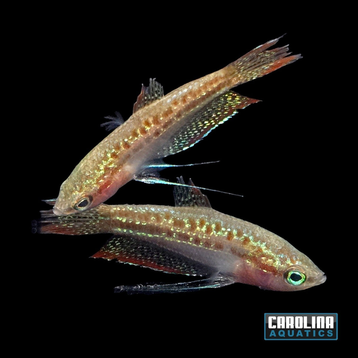 Sparkling Gourami (Trichopsis pumila) freshwater nano gourami with blue eyes and iridescent speckled fins