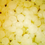 R.O.E. marine fish eggs under microscope