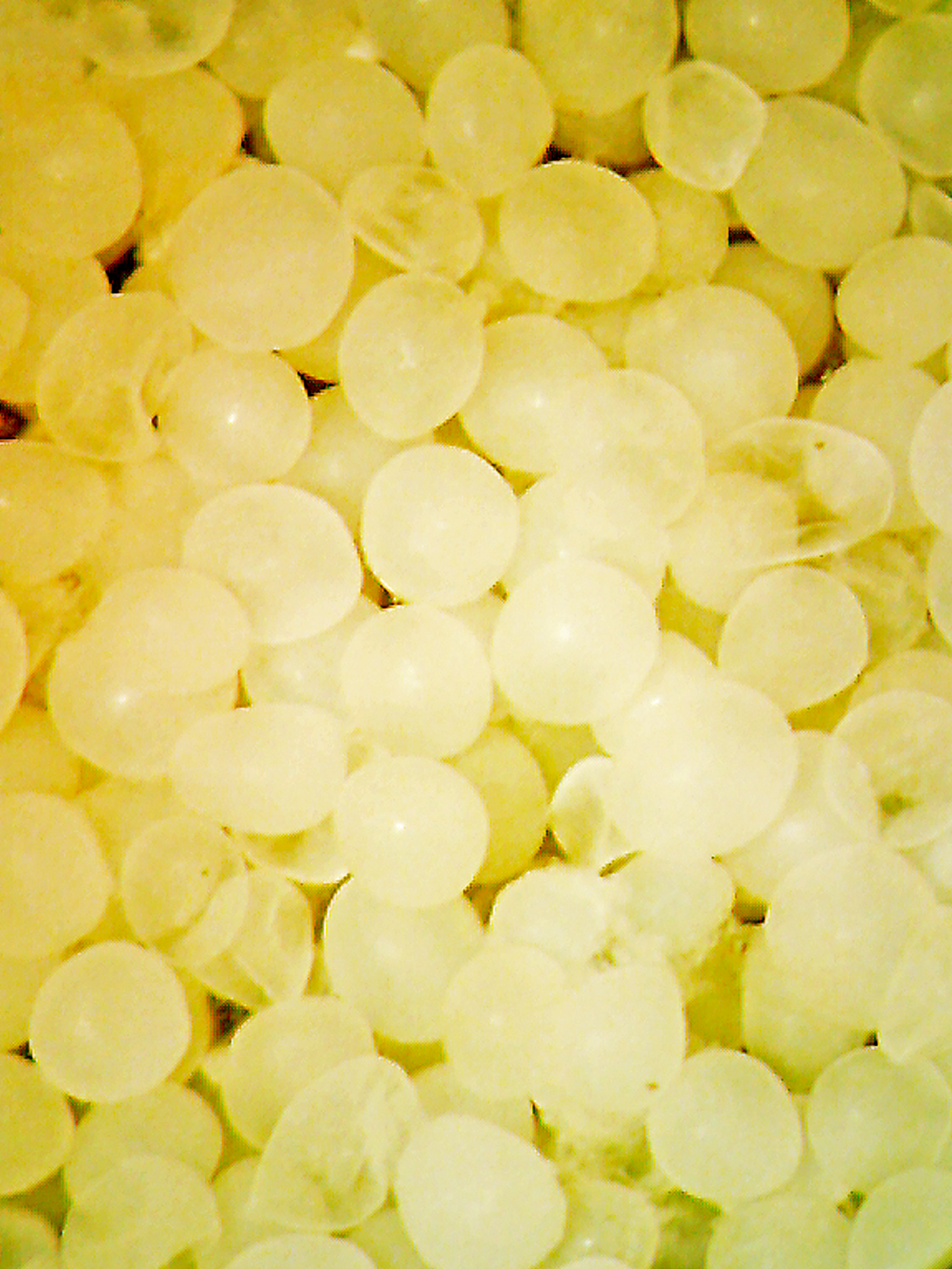 R.O.E. marine fish eggs under microscope