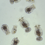 Roti-Feast rotifers under microscope