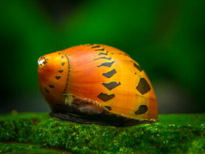Racetrack Nerite Snail (Vittina sp.) with orange shell and black racetrack markings on mossy wood