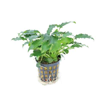 Schismatoglottis - Potted