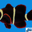 Maroon Goldstripe Clownfish - Small