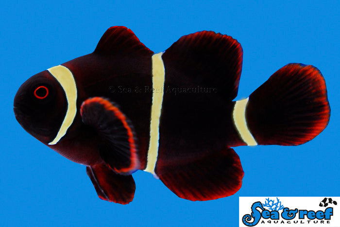 Maroon Goldstripe Clownfish - Small