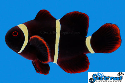 Maroon Goldstripe Clownfish - Small
