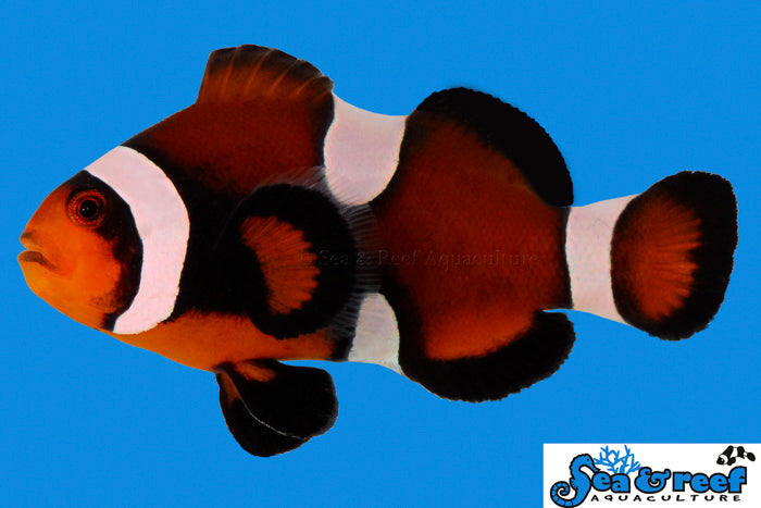 Mocha Ocellaris Clownfish (Amphiprion ocellaris) saltwater fish, dark coffee-toned body with three black-edged white bands
