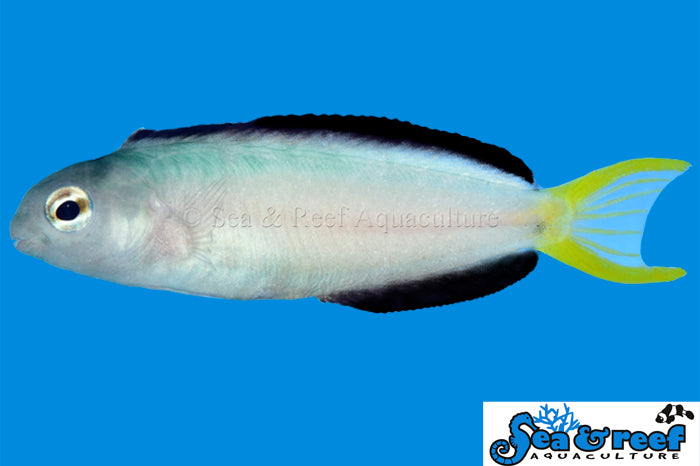Harptail Blenny (Meiacanthus mossambicus) yellow saltwater fish with a forked lyre tail