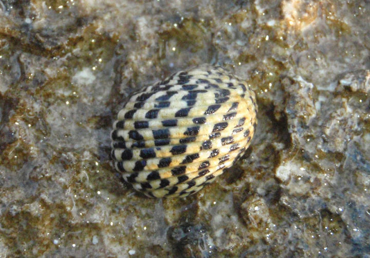 Saltwater Nerite Snail (Nerita sp.) with checkered shell grazing algae on live rock