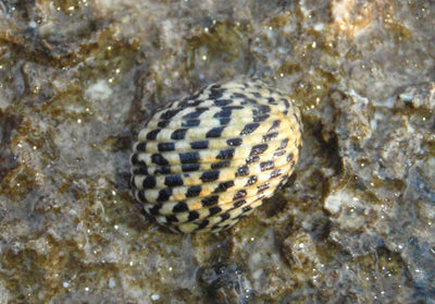 Saltwater Nerite Snail (Nerita sp.) with checkered shell grazing algae on live rock