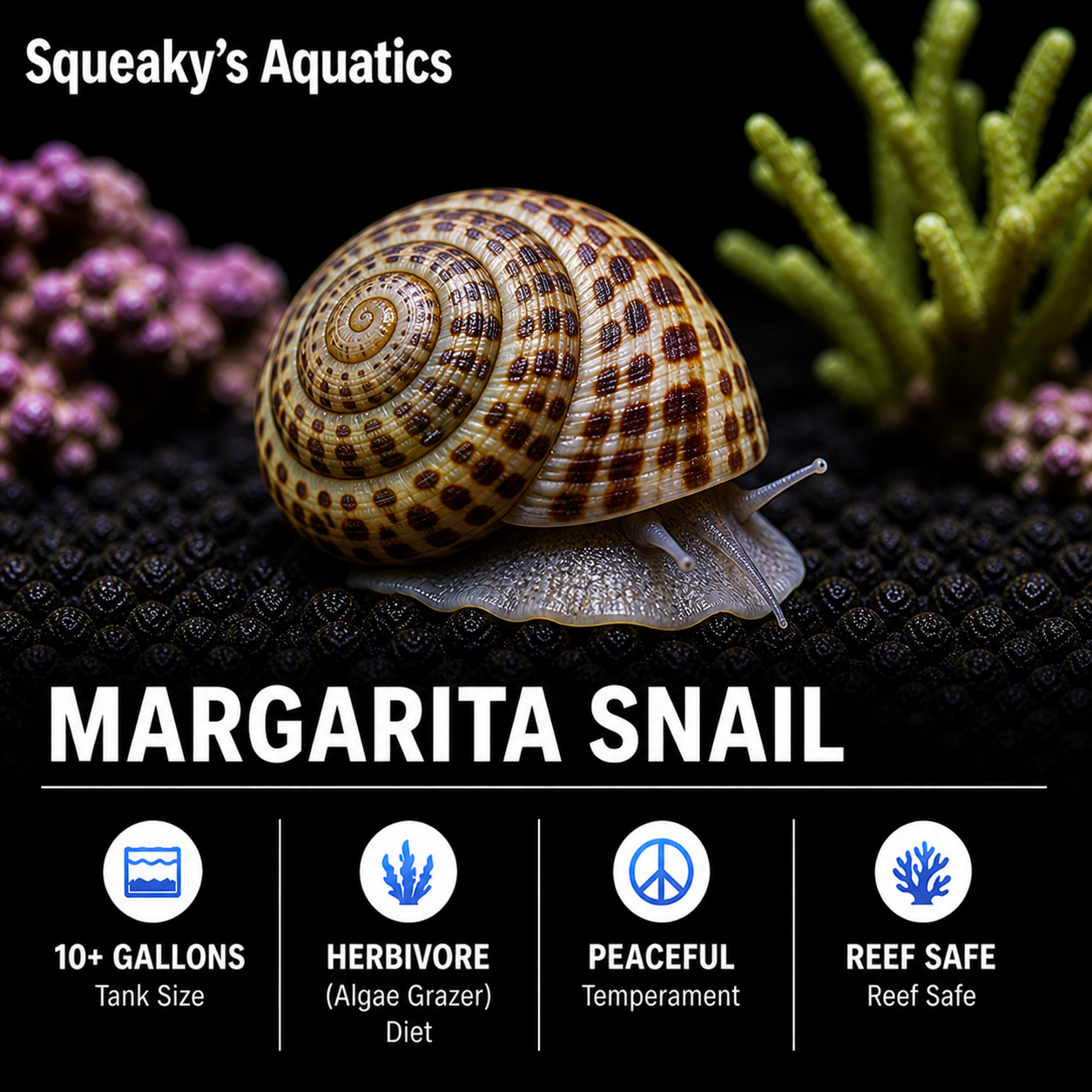 Margarita Snail - Reef Safe Algae Eating