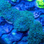 Sympodium (Sympodium sp.) soft coral colony spreading across reef rock under blue light