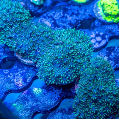 Sympodium (Sympodium sp.) soft coral colony spreading across reef rock under blue light