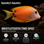 Bristletooth Two Spot Tang (Ctenochaetus binotatus) | Live Saltwater Reef Fish
